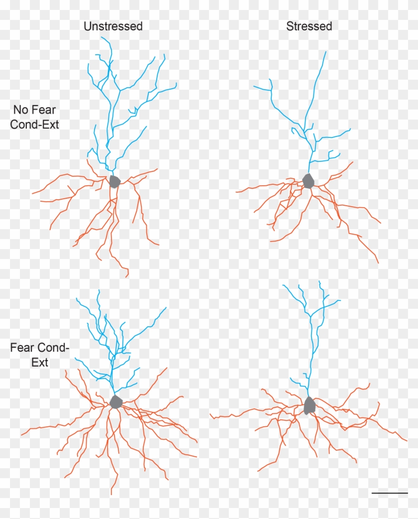This Figure Illustrates The Separate And Combined Effects - Twig Clipart #1533846