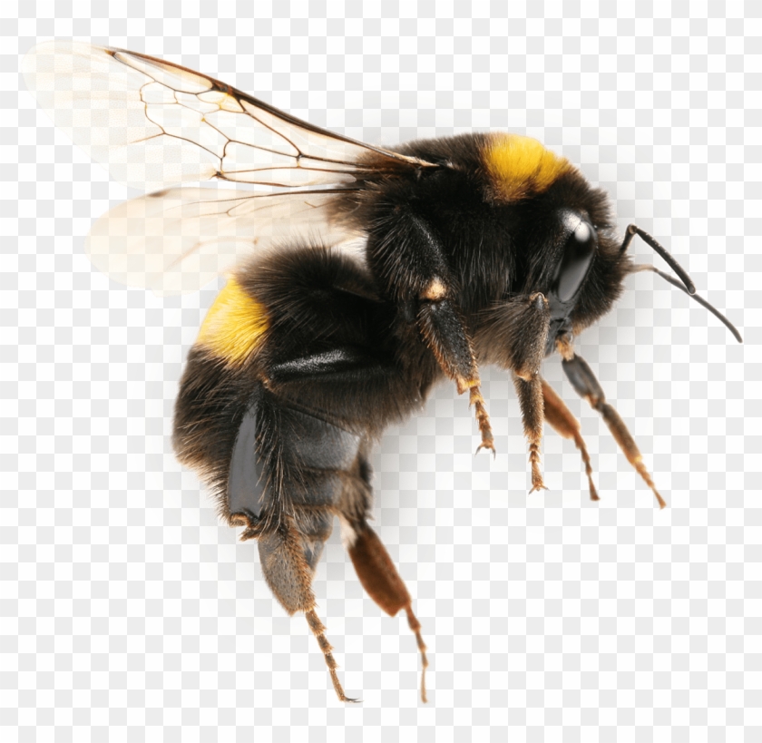Economic Of Pollination Modern Agriculture - Bumble Bee Flying White Background Clipart