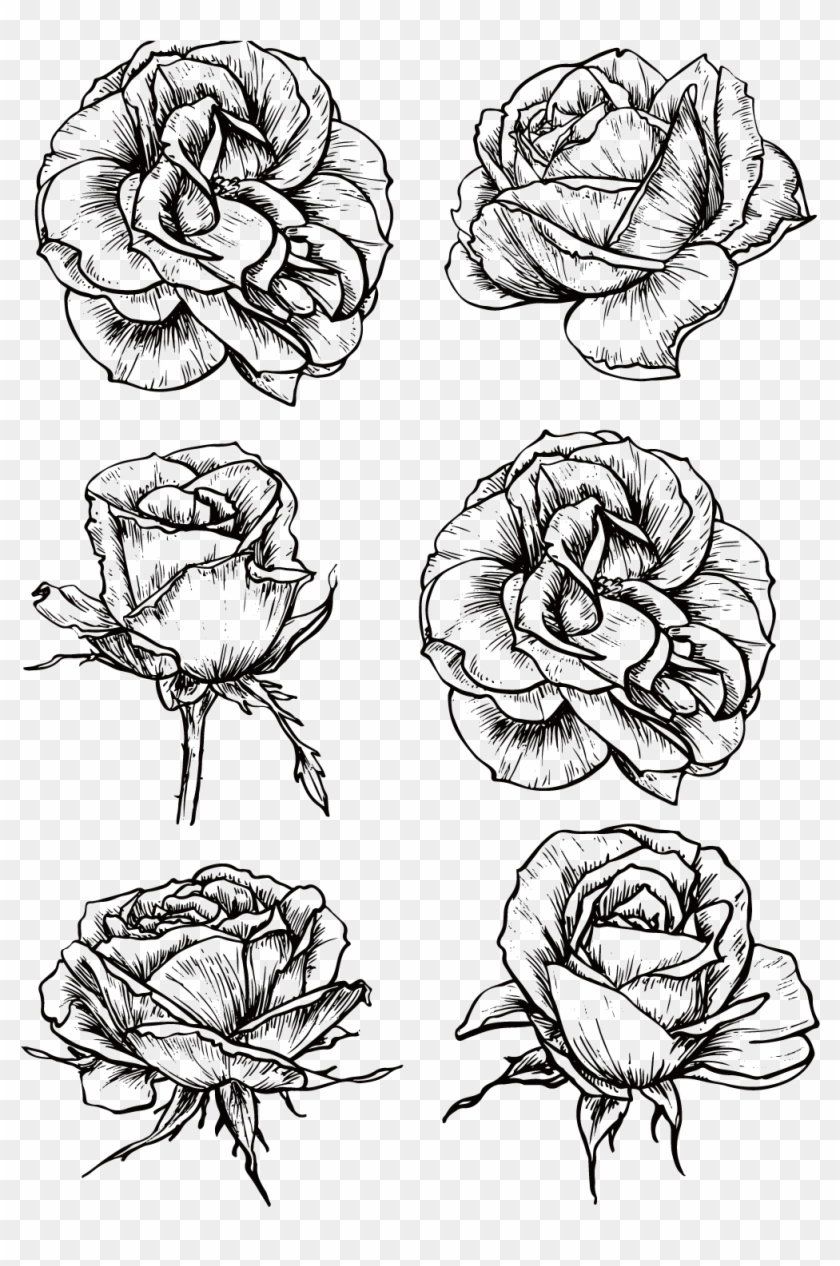 Rose Flower Drawing - Black And White Rose Png Clipart