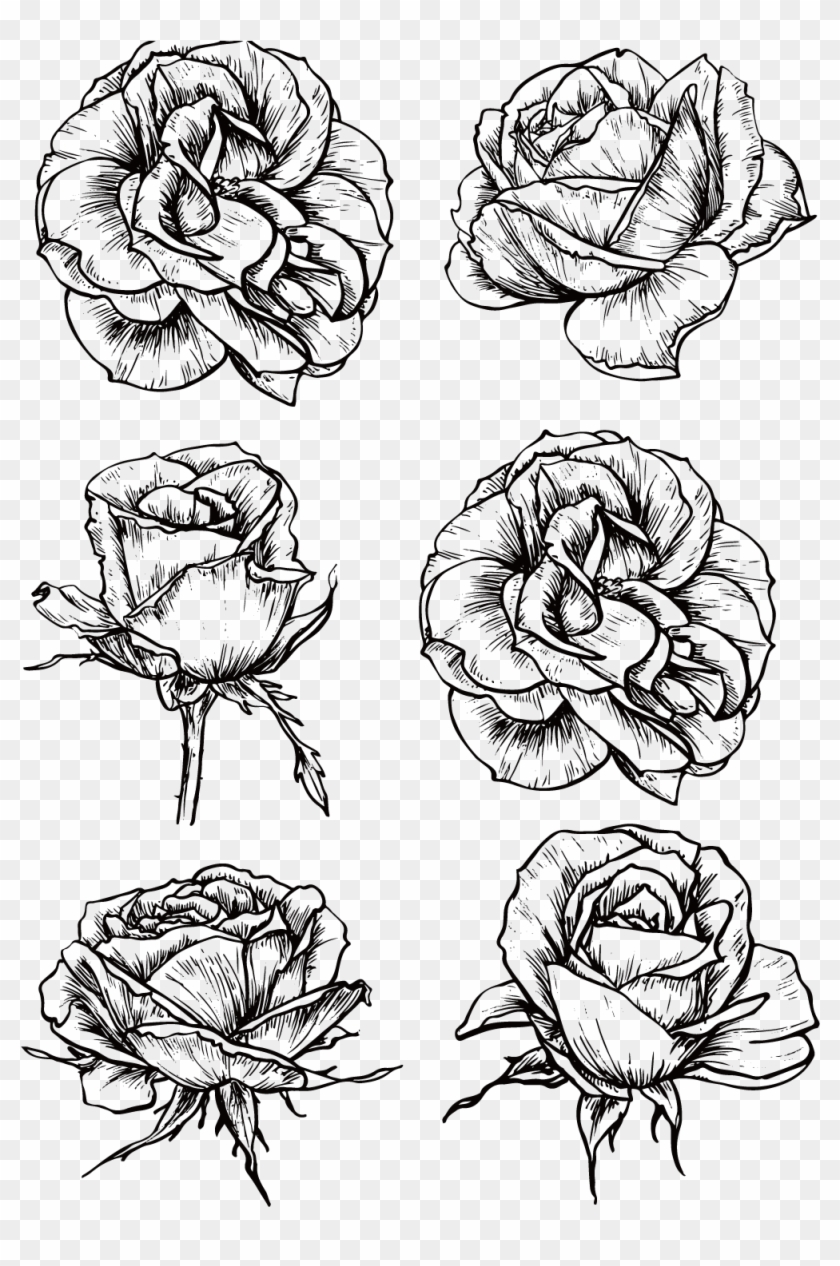 Rose Flower Drawing - Black And White Rose Png Clipart #1534787