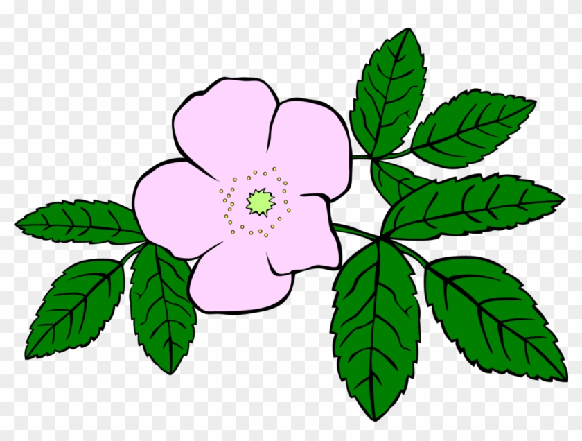 Prickly Wild Rose Drawing Download Flower Watercolor - Wild Rose Clip Art - Png Download #1535293