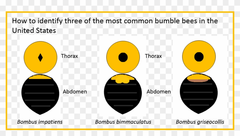 Bumble Bee Guide - Circle Clipart