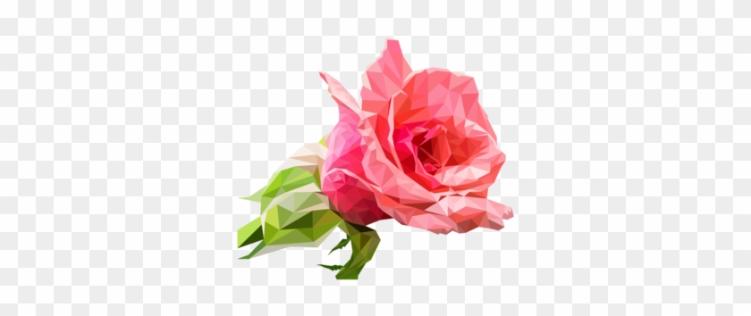 Garden Roses Drawing Cabbage Rose Cut Flowers - Garden Roses Clipart