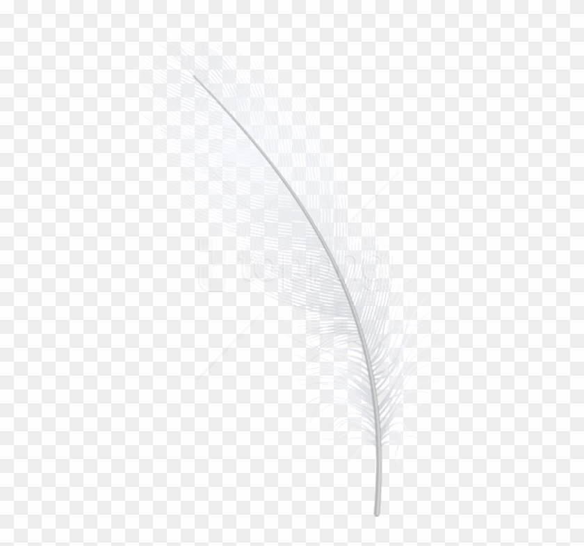Free Png Download Feather White Png Clipart Png Photo - Illustration Transparent Png #1539391
