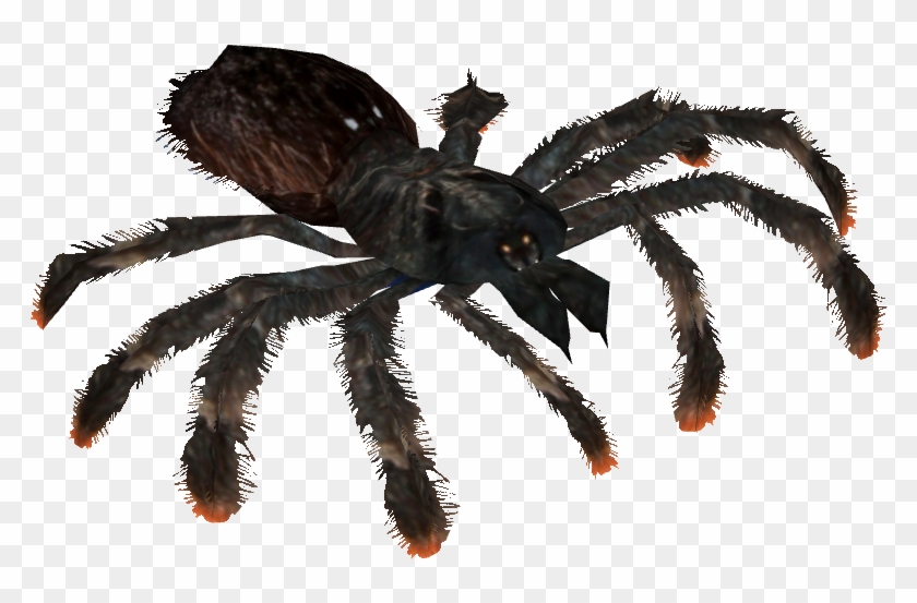 Typhochlaena , Png Download - Tarantula Clipart #1540295