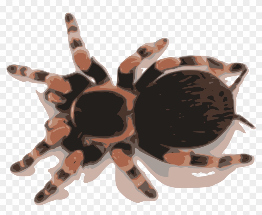Big Image - Mexican Red Knee Tarantula Clipart #1540358
