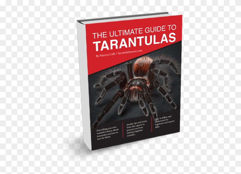 Ready To Get Started - Spider Photography Clipart #1540383