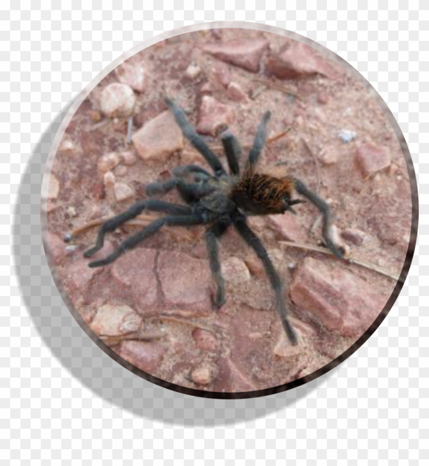 Wolf Spider Clipart #1540523