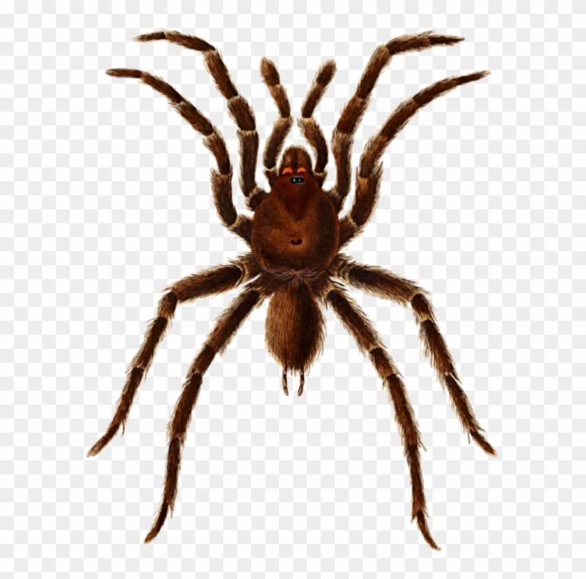 European Garden Spider Barn Spider Tarantula Histoire - Tarantula Spider Clipart - Png Download #1540555