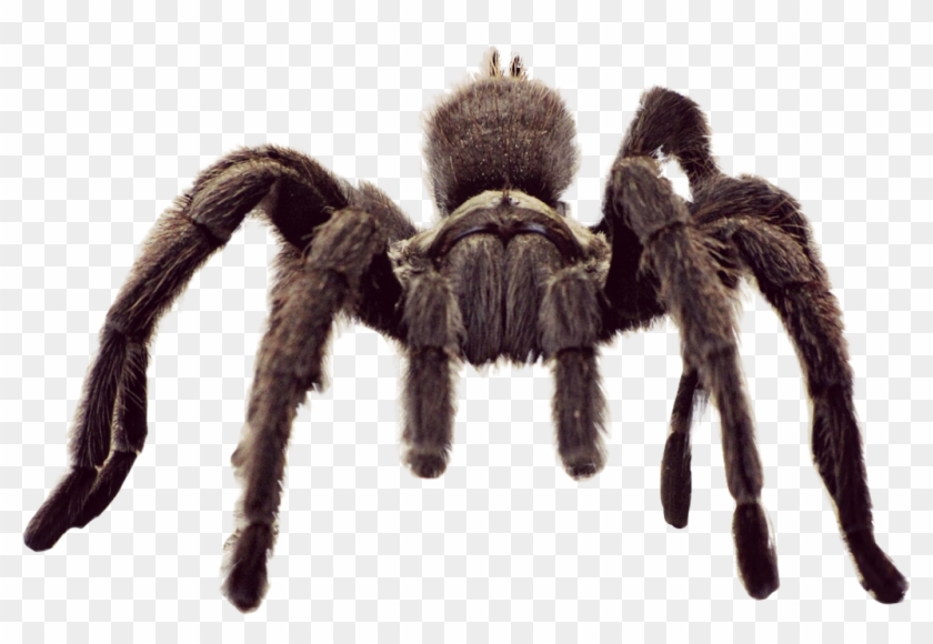 #animal #spider #tarantula #freetoedit - Tarantula Spider Clipart #1540665