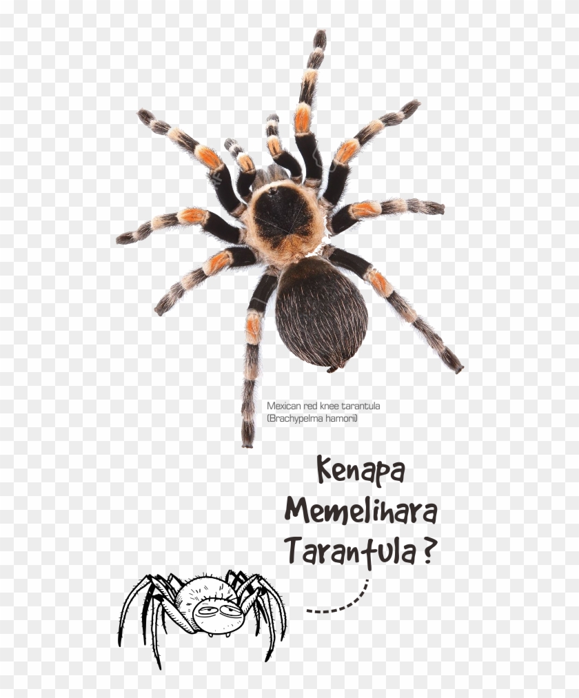 1 - Red Knee Tarantula Clipart