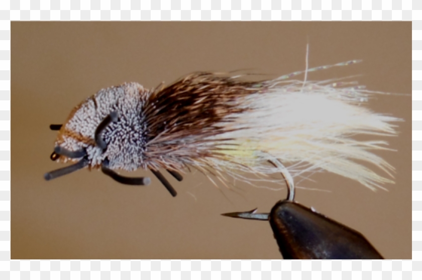 Tarantula - Yellow - Insect Clipart #1540898