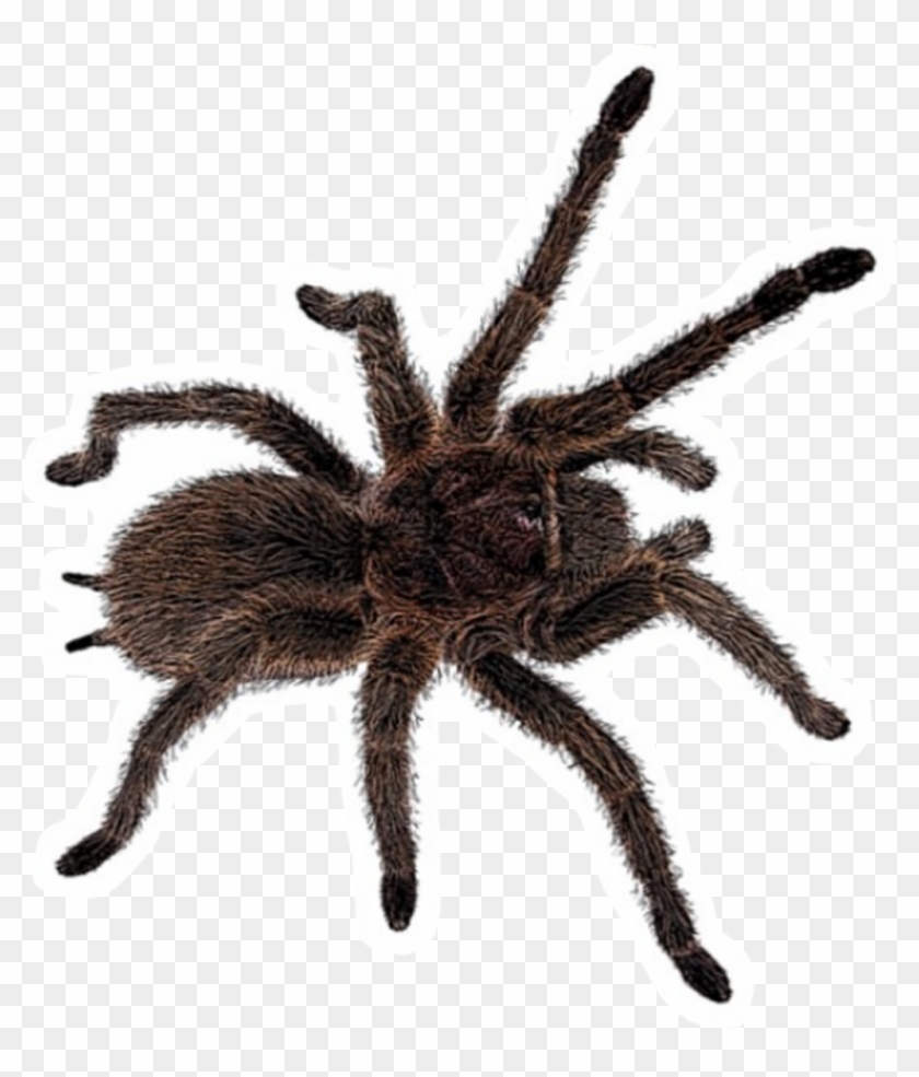 Insect Sticker - Tarantula Transparent Clipart #1540926