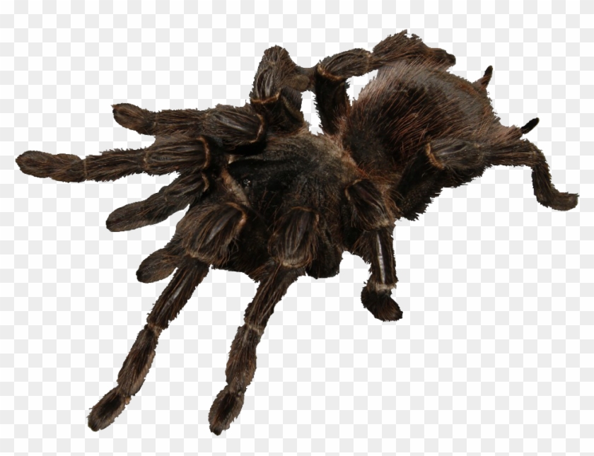 Saturday 28&29th Feb 2020, 11-4pm - Tarantula Clipart