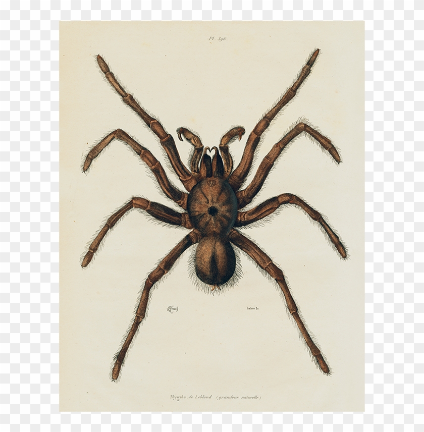 Wolf Spider Clipart #1541172