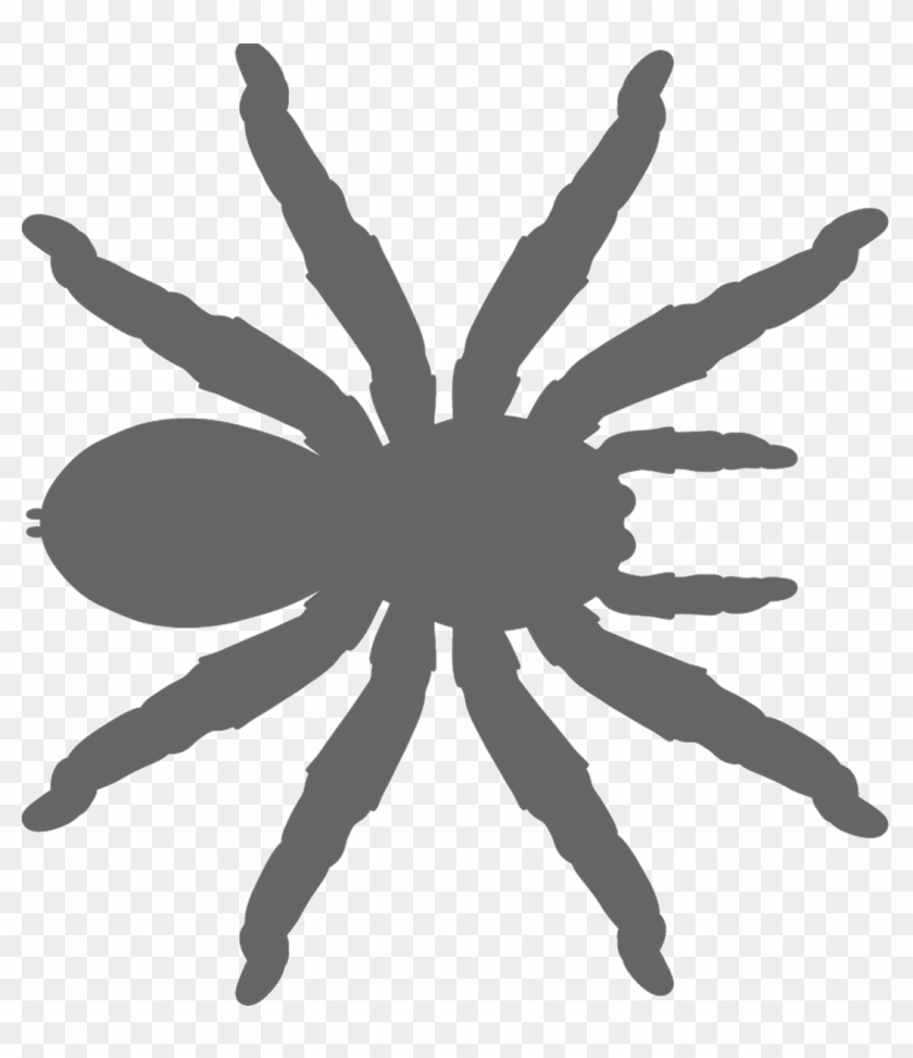 Tarantula Clipart #1541534