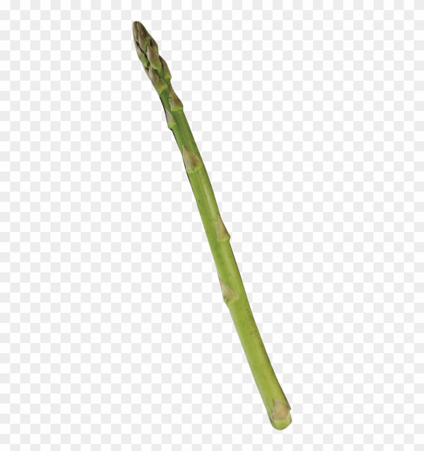 Single Asparagus - Bamboo Clipart #1541948
