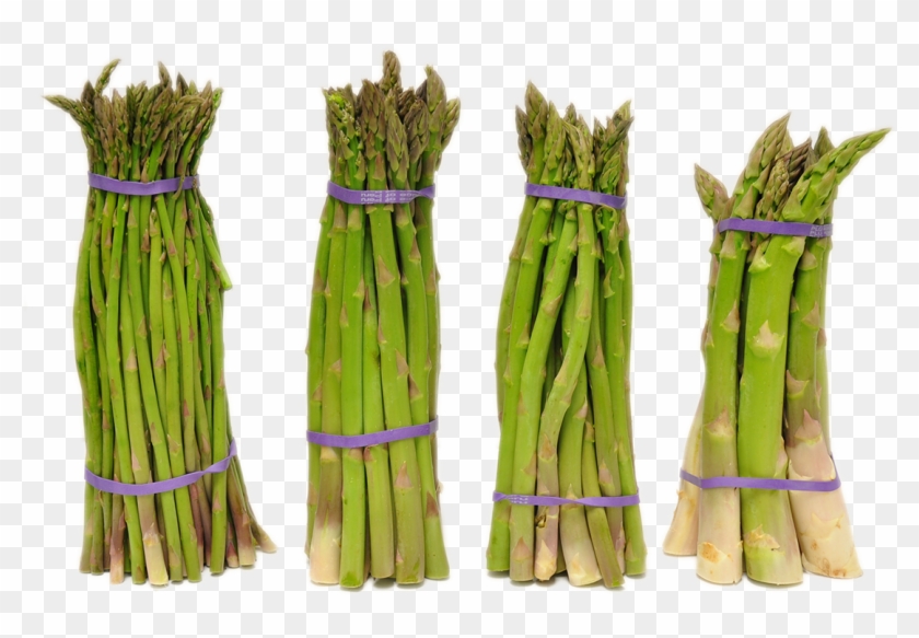 Search For -  -  - Asparagus Clipart