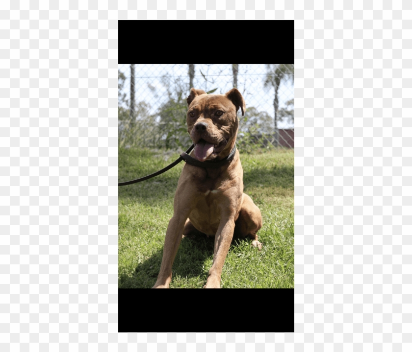 Photo Of Ruby Rose - Boxer Clipart