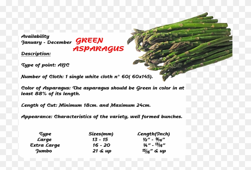 Contact - - Asparagus Clipart #1542993