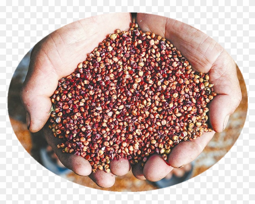 Sorghum Threshing Machine Rice Thresh Machine For Sale - 高粱 種子 Clipart