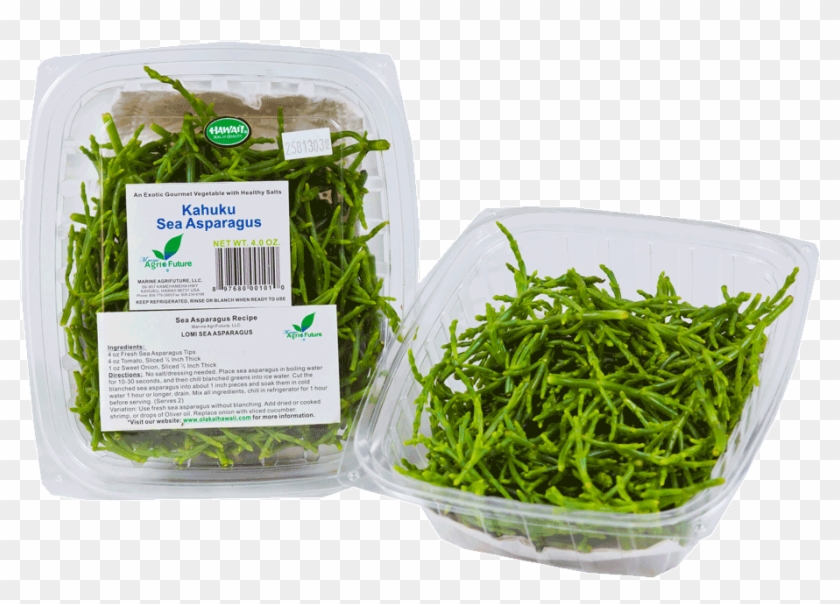 Fresh Sea Asparagus - Sea Of Asparagus Clipart