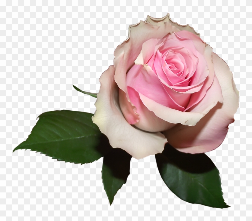Soft Transparent Rose Png Picture - Soft Pink Flower Png Clipart #1543516