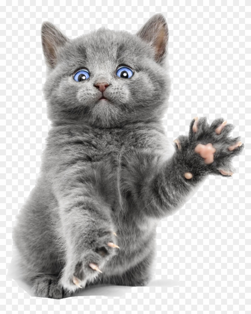 Blue Cute Kitty Ragdoll Bengal Burmese Kitten Clipart - Russian Blue Ragdoll Kittens - Png Download #1543517