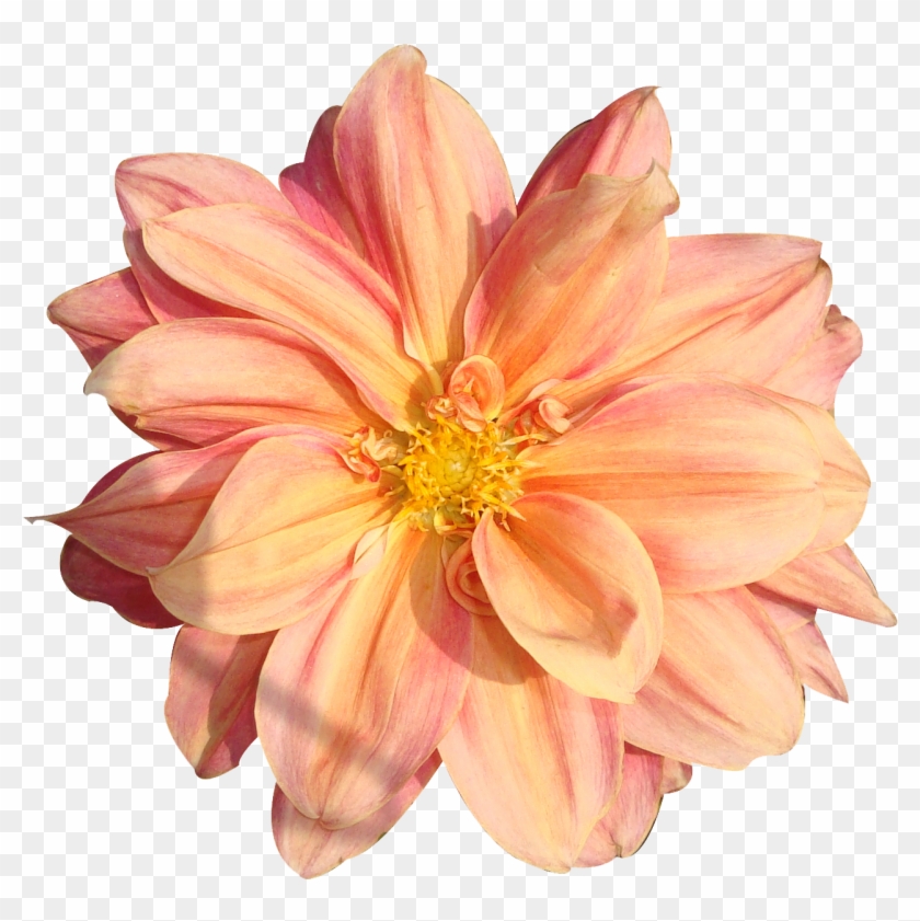 Flowers - Free Flower Png Clipart
