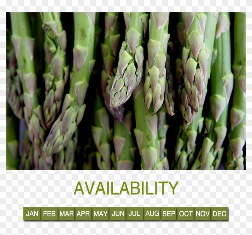 Asparagus - Esparragos Clipart #1543563