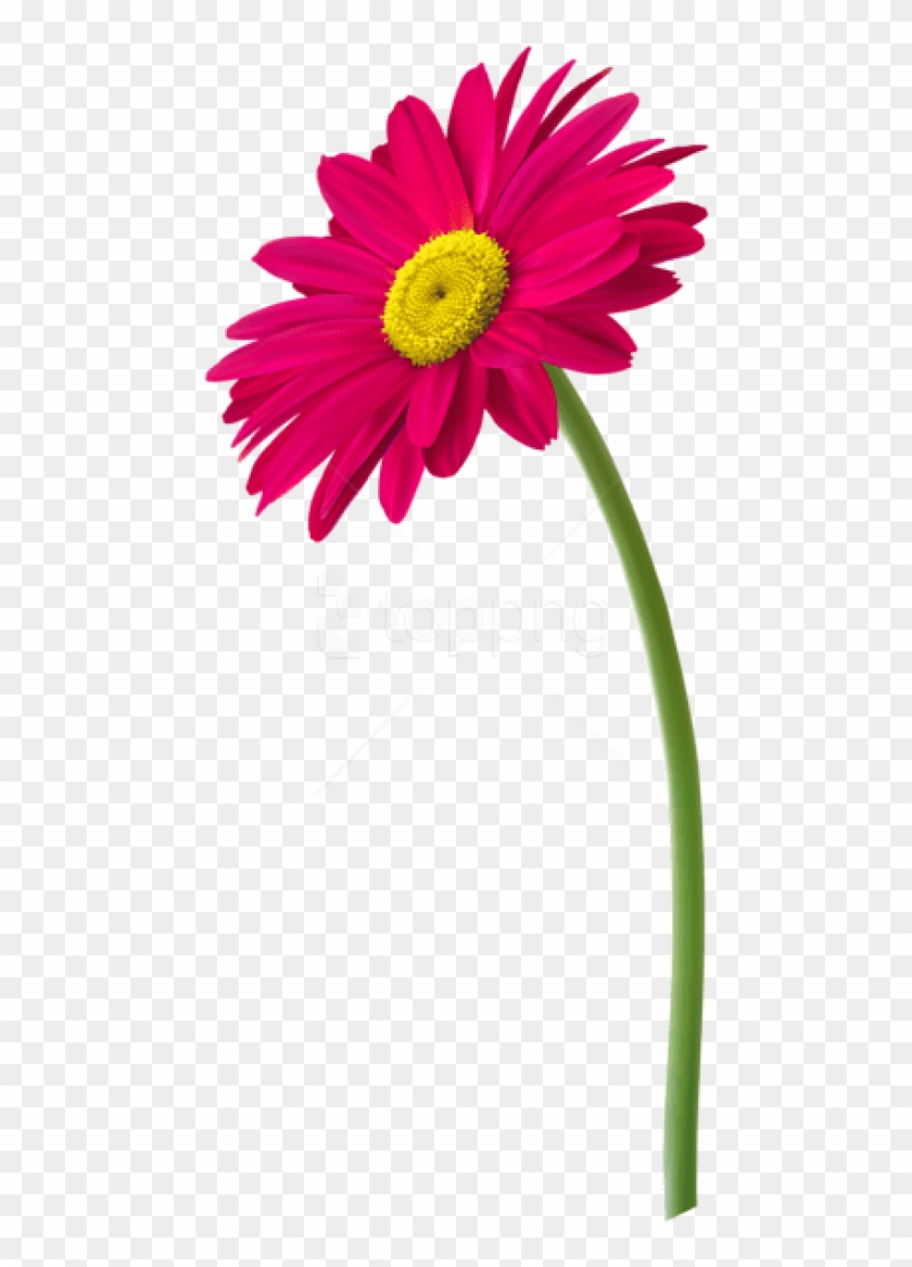 Free Png Download Pink Gerbera Flower Png Images Background - Flower Pot Png Transparent Clipart #1543566