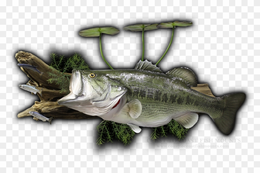 27\ - Sea Bass Clipart