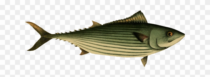 Australian Bonito Fish - Striper Bass Clipart #1543654