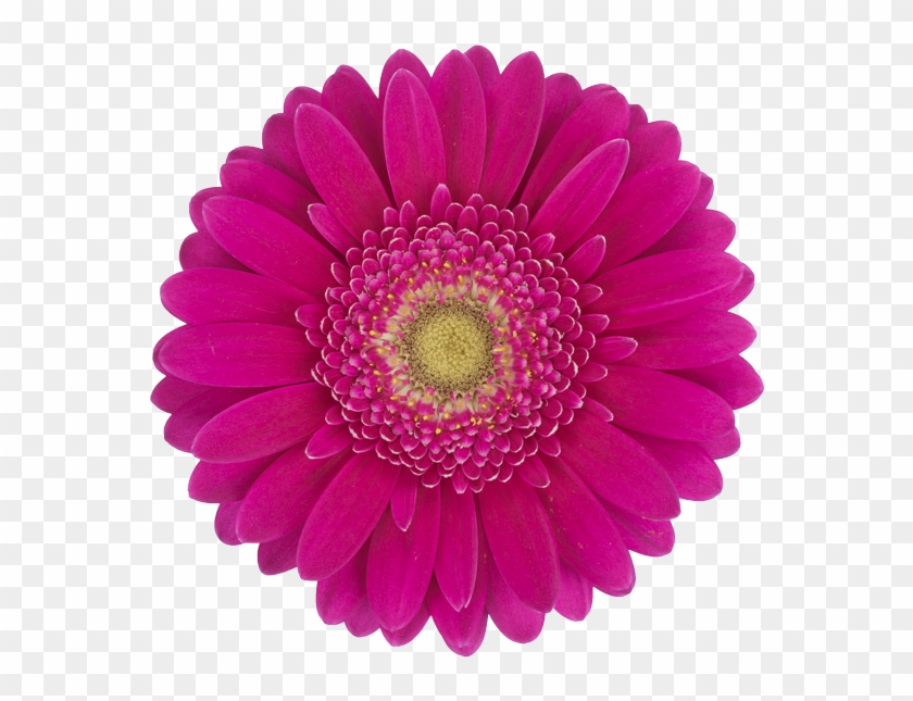 Products - Single Purple Gerbera Daisy Clipart #1543717