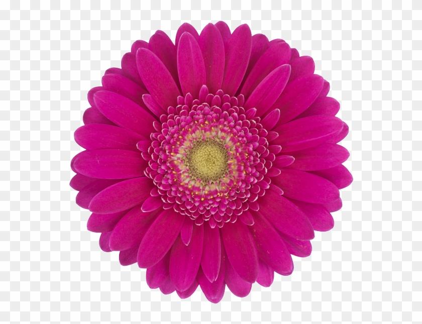 Products - Single Purple Gerbera Daisy Clipart