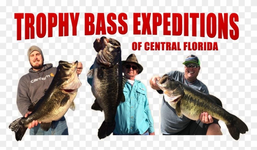 Pull Fish Out Of Water Clipart #1543890