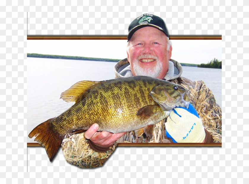 Smallmouth Bass Are Not The Dominant Species In The - Bass Fish Ontario Clipart #1544313