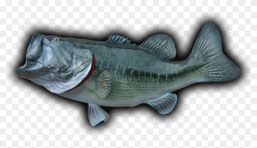 31\ - Sea Bass Clipart #1544424