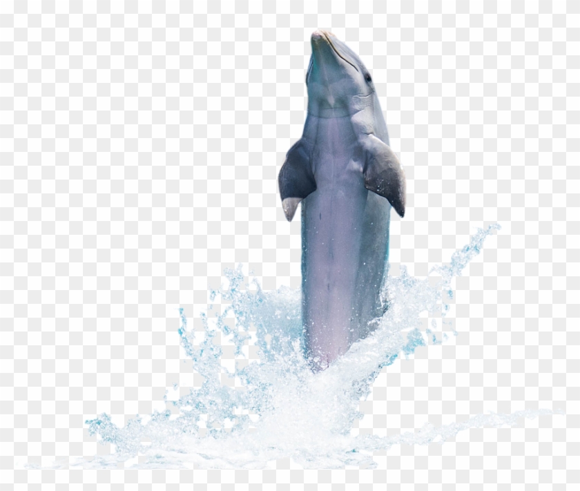Download Png Image Report - Dolphin Psd Clipart #1544698