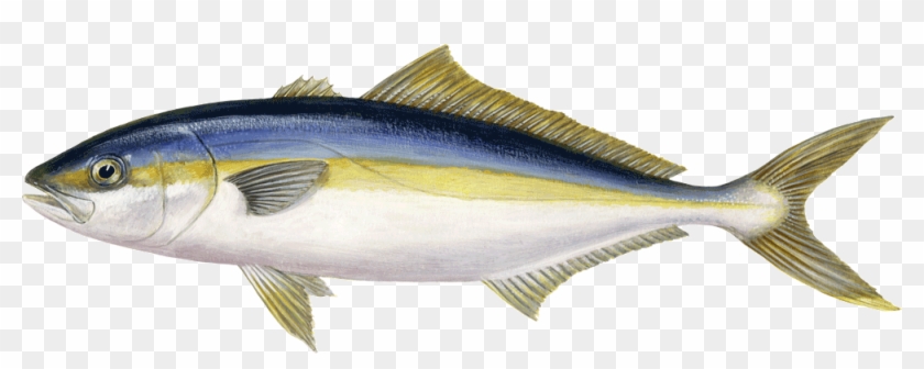 Amberjack Yellowtail Seriola Lalandi Sw - Yellow Tail Japan Clipart #1544732