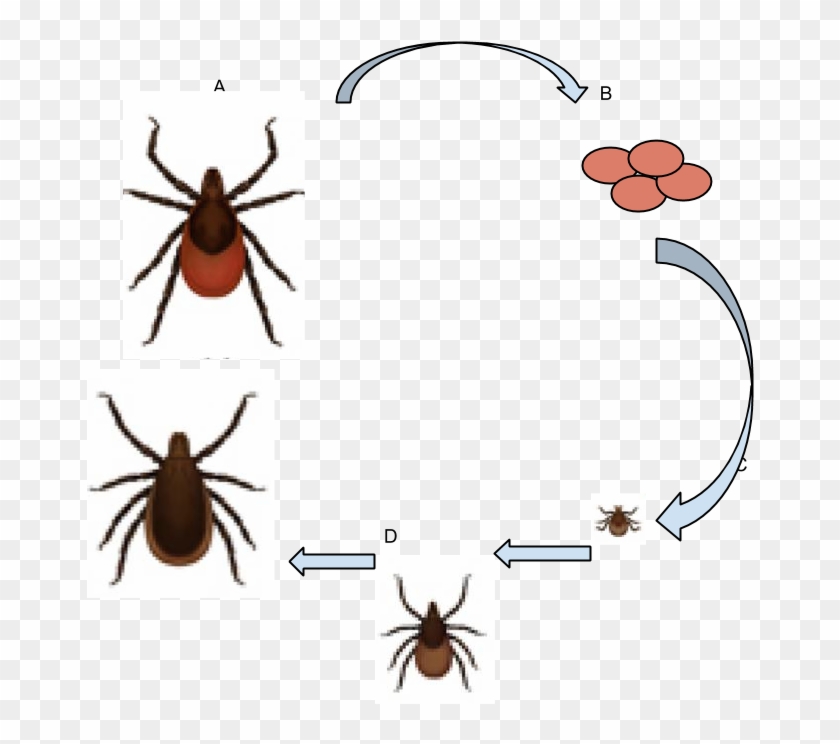 Deer Tick Life Cycle -3 - Ixodes Scapularis Deer Tick Clipart #1545028