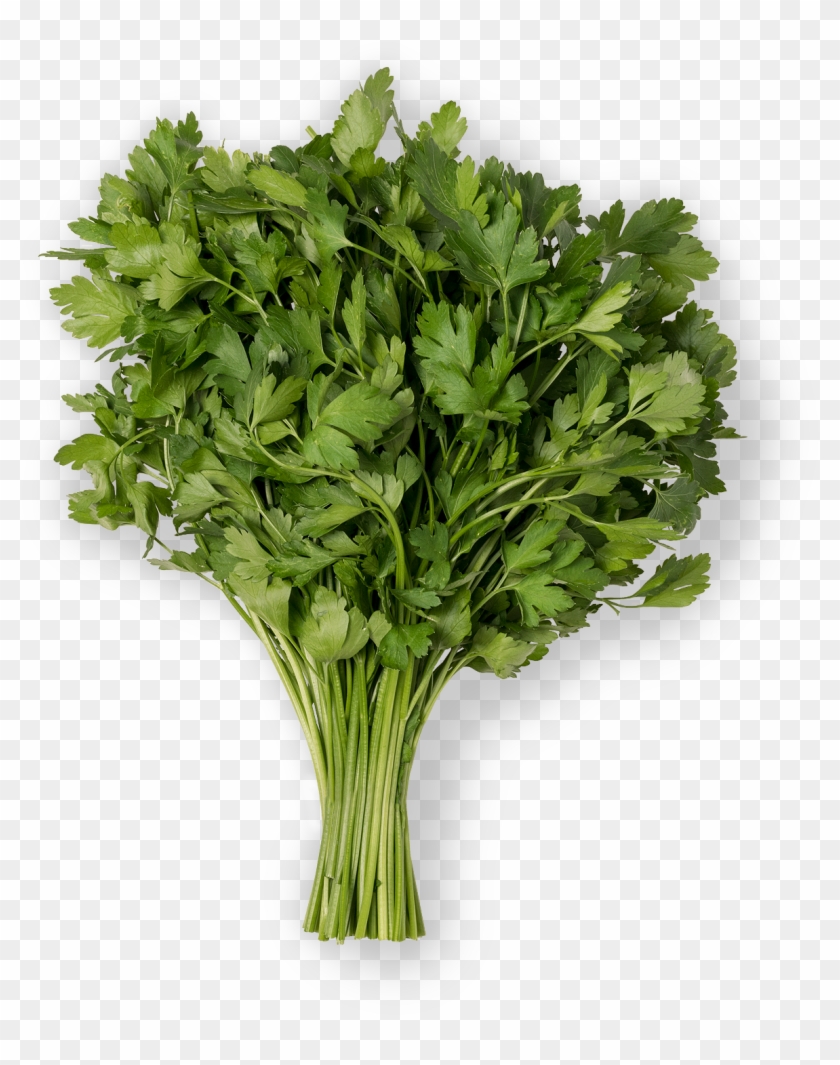 Parsley Clipart