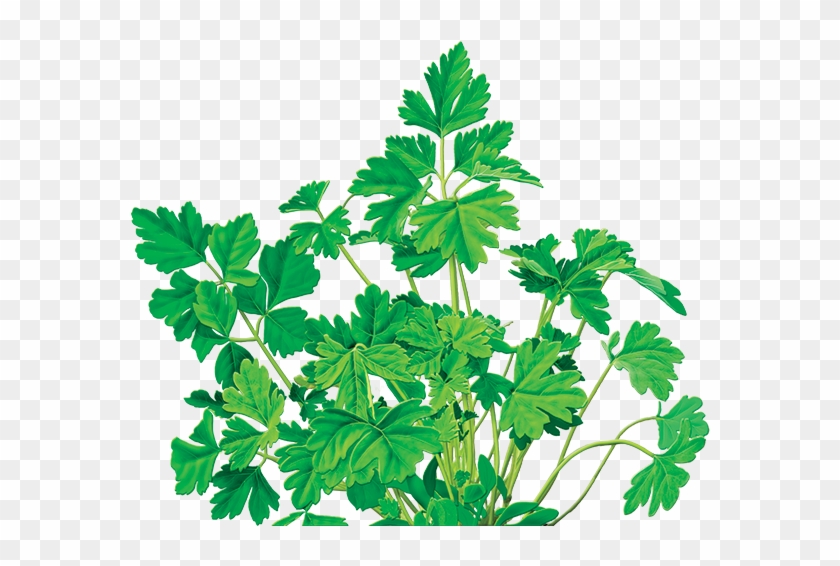 Parsley Herbal Supplement - Tea Clipart