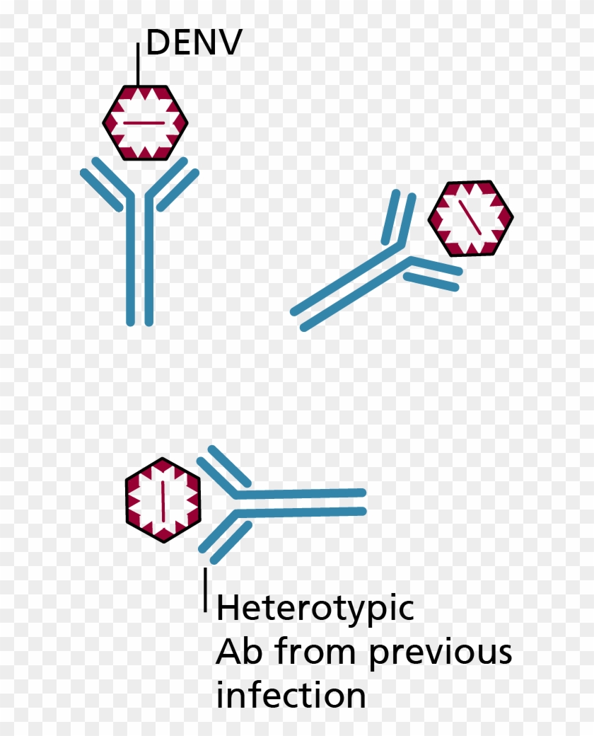 06 Pm 821 Clinical Manifestation - Antibody Dependent Enhancement Dengue Clipart #1546711