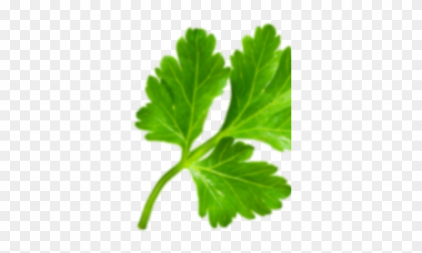 Parsley Clipart