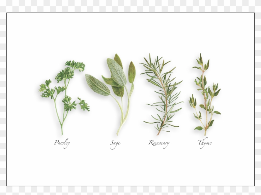 Parsley - Parsley Sage Rosemary And Thyme Drawing Clipart #1546855