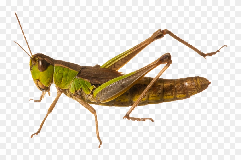 Grasshopper Png Clipart #1546939