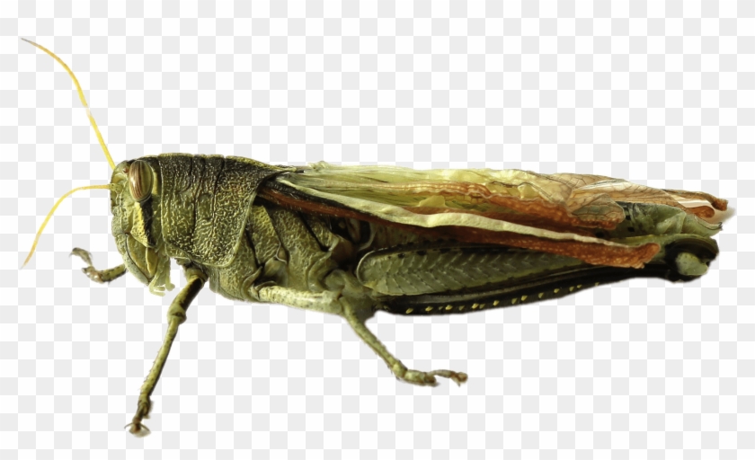 Grasshopper - Gafanhoto Png Clipart #1546946