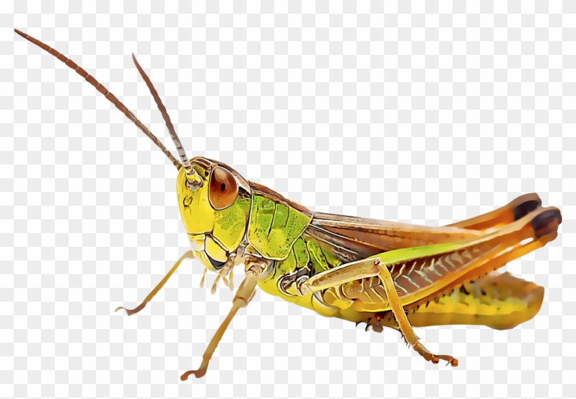 Grasshoppers - Insetos Clipart #1547036