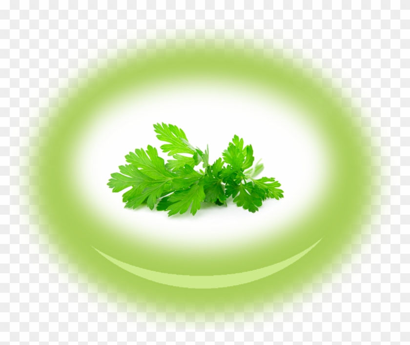Zoom Zoom Image - Parsley Clipart #1547182